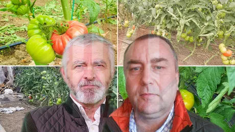 Ieșenii sunt disperați Riscă să piardă 441.000 de euro bani acordați în Programul Tomata