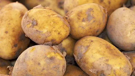Fermierii polonezi nemulţumiţi de cartofii româneşti pentru că sunt mai ieftini