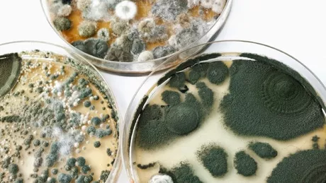 Oamenii ar putea să se infecteze cu un mucegai rezistent la medicamente. Ce spun specialiștii britanici