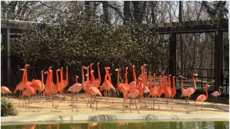 La o grădină zoologică din SUA o vulpe sălbatică a ucis 25 de flamingo și o rață