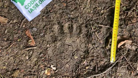Este oficial În pădurea Dobrovăț sunt prezenți urși