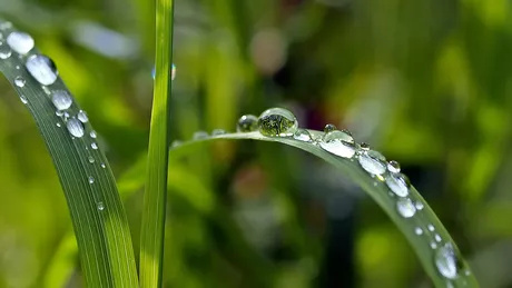 Ce este transpirația la plante și de ce este importantă Tot ce trebuie să știi despre acest proces necesar
