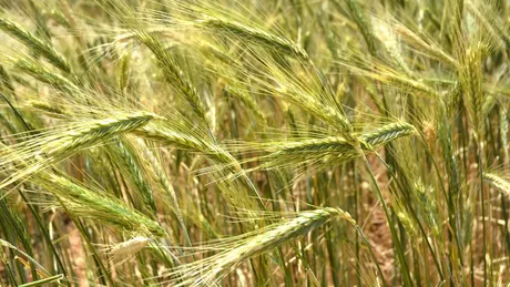 Triticale. La ce se folosesc și cum pot fi cultivate