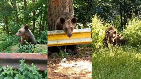 Autorităţile din Buşteni au găsit o soluţie pentru a îndepărta urșii din oraş