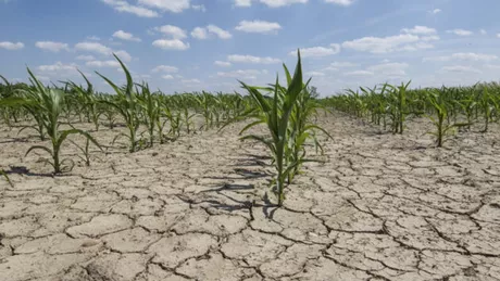 Seceta afectează agricultura din România. Mai puțin grâu de recoltat decât în 2021