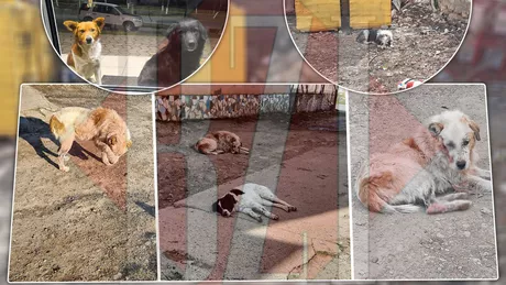 Cruzime fără margini în comuna Belcești Câini comunitari bătuți și omorâți de localnici  GALERIE FOTOVIDEO