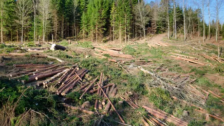 România a primit avertismente din partea UE din cauza defrişărilor ilegale Cantitatea de lemn furată din România nu se compară cu alte ţări
