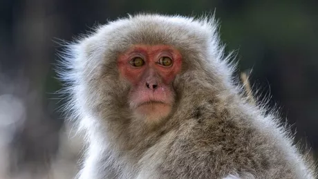 Maimuța teroristă din Japonia care a rănit zeci de oameni a fost prinsă de autorități
