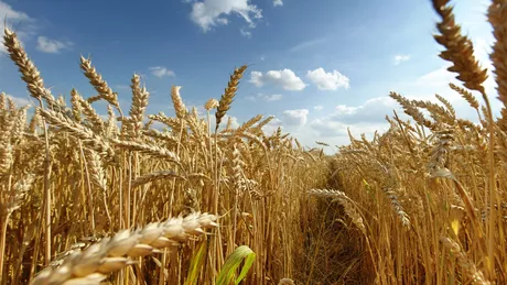 NASA estimează că Rusia ar controla 22 la sută din terenurile agricole ale Ucrainei