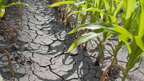 Mii de hectare de teren agricol din Iași afectate de secetă