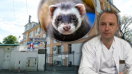 Unde s-a mai pomenit așa ceva Un ieșean și-a surprins câinele în timp ce se lupta cu un dihor. Vrând să despartă animalele a ajuns direct la spital  EXCLUSIV