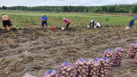 Cartofii se scumpesc din cauza secetei din România. Un agricultor lansează un avertisment fără precedent