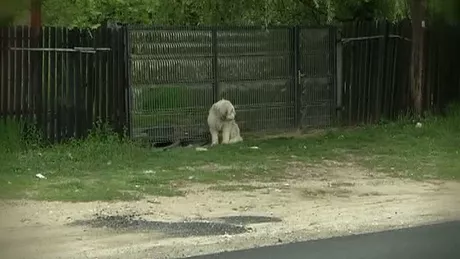 Hachiko de Dolj. Un câine şi-a aşteptat în fața casei stăpânul care a murit timp de cinci ani