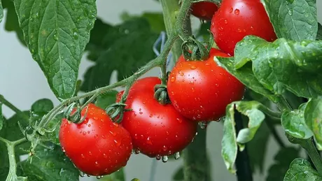 Bicarbonatul de sodiu tratament-minune pentru tomate. Iată cum se prepară soluția împotriva bolilor foliare