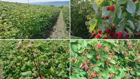 Producătorii din Iași care cultivă fructe de pădure au solicitat atestatele pentru produse ecologice
