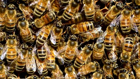 Un tânăr a ajuns de urgență la spital după ce a fost înțepat de peste 20.000 de albine. Cum a fost posibil așa ceva