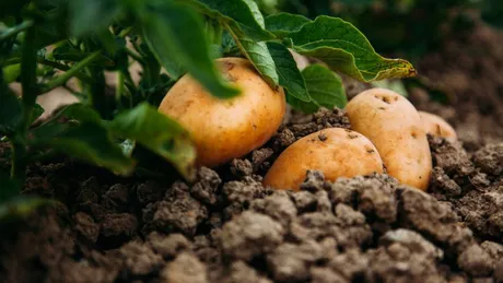 Când se pun cartofii în pământ Secrete preluate de la agricultori