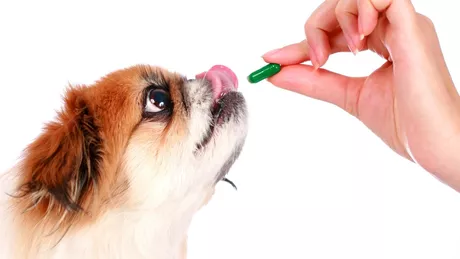 Medicamente umane pentru câini. Ce să ai în trusa de prim ajutor pentru patrupedul tău