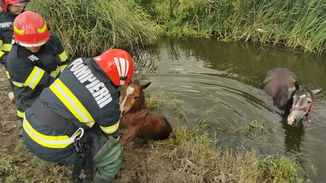 Pompierii ISU Iași intervin pentru a salva două cabaline - EXCLUSIV FOTO