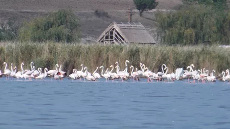 Sute de flamingo au migrat din Ucraina din cauza războiului și acum sunt pe lacul Goloviţa în Tulcea