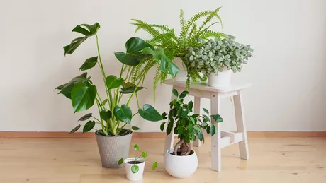 Top 10 cele mai frumoase plante de apartament. Cum să ai grijă de acestea și ce flori sunt potrivite pentru locuința ta