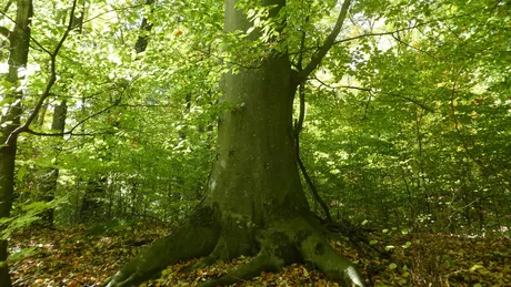 Un fag monumental descoperit în pădurea Păun. Copacul are o circumferinţă de circa 4 metri - FOTO