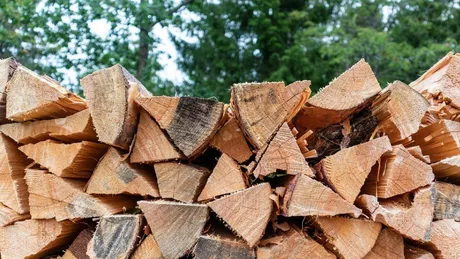 Guvernul va îngheța miercuri prețurile la lemnele de foc. Peste 3 milioane de gospodării afectate de creșteri artificiale de preț