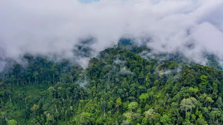 Brazilia Congo şi Indonezia au încheiat un parteneriat pentru salvarea junglei