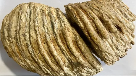 Un molar de mamut vechi de 10.000 de ani care fusese scos la vânzare pe internet recuperat de poliţiştii din Neamţ