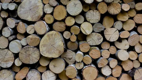 Piaţa lemnului de foc blocată din cauza plafonării preţului