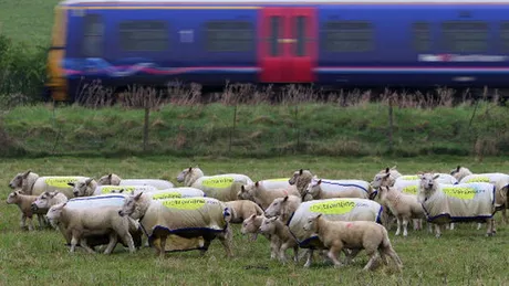 Un tren a spulberat o turmă de oi şi pe ciobanul care le păzea în Brașov