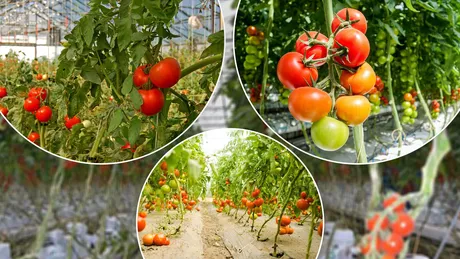 Legumicultorii din Iași s-au înscris în programul Tomata. Cererile se depun la Direcția Agricolă până la 1 aprilie 2023