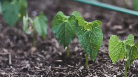 Plantare fasole. Cum să cultivi corect această cultură