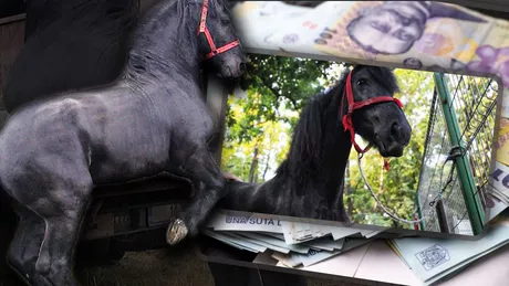 Un bărbat din Iași a vrut să facă o afacere și a furat un cal. Individul a primit o pedeapsă surprinzătoare  FOTO