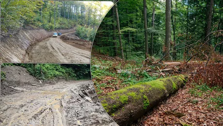 Drumurile forestiere din județul Iași vor fi reparate Valoarea investiției este de 2 milioane de euro