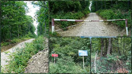 Se pregătește exploatarea forestieră din pădurea Dobrovăț Contractul are o valoare de 370.000 de euro - FOTO