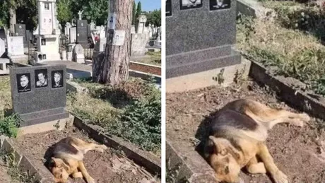 Un câine vine zilnic la mormântul stăpânilor pentru a-i jeli. O prietenie dincolo de moarte