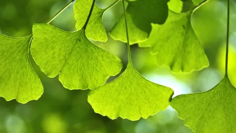 Ginkgo biloba are numeroase beneficii pentru sănătate Află ce boli previne