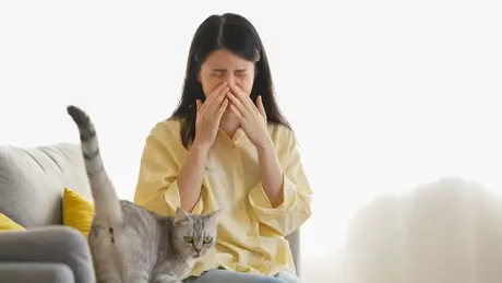 Alergie la pisici. Din ce cauză se manifestă acest disconfort și cum pot fi evitate simptomele neplăcute