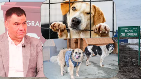 Peste 300 de câini au fost sterilizați la padocul din Tomești doar de la începutul anului. Nu se percep taxe - FOTO