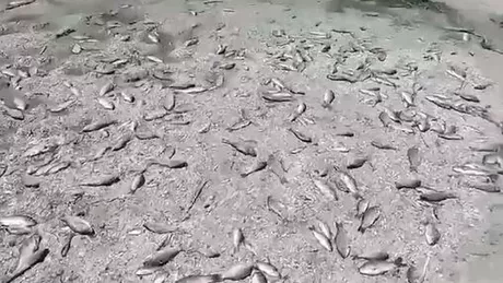Dezastru ecologic în Ucraina după distrugerea barajului din Nova Kahovka. O mare de pești morți în sudul țării - VIDEO