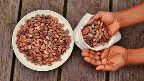 Boabe de cacao. Substanțele nutritive conținute în acestea