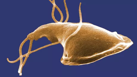 Parazitul care reuşeşte să supravieţuiască chiar şi două luni în apa rece. Două treimi dintre persoanele infectate sunt asimptomatice