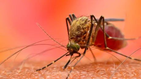 Cercetătorii dau alarma Țânțarii au căpătat rezistență la insecticide Virus periculos în România