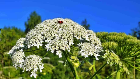 Brânca ursului păreri Ce beneficii are consumul acestei plante