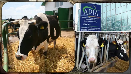 Ce subvenții plătește APIA astăzi fermierilor din Iași Crescătorii de animale primesc cei mai mulți bani