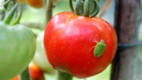 Ploșnița verde Insecta care îți afectează tomatele