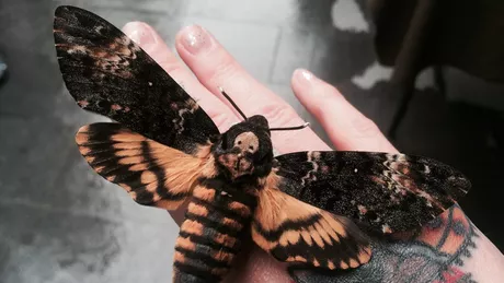 Misterul fluturelui cap-de-mort din Tăcerea mieilor a fost rezolvat. Ce au aflat cercetătorii