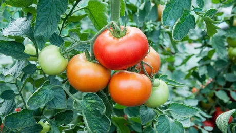 Iată schema de tratament pentru tomate. Cum să faci să ai o cultură sănătoase