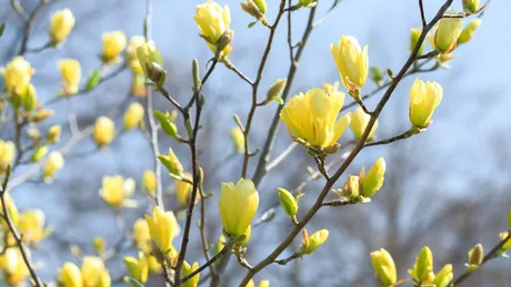 Cele mai frumoase varietăți de magnolie galbenă. Planta care îți va inunda grădina de un parfum plăcut inconfundabil